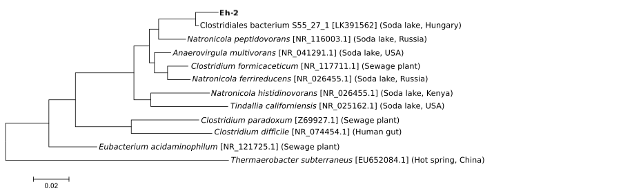 novel extremophiles: cladogram construction